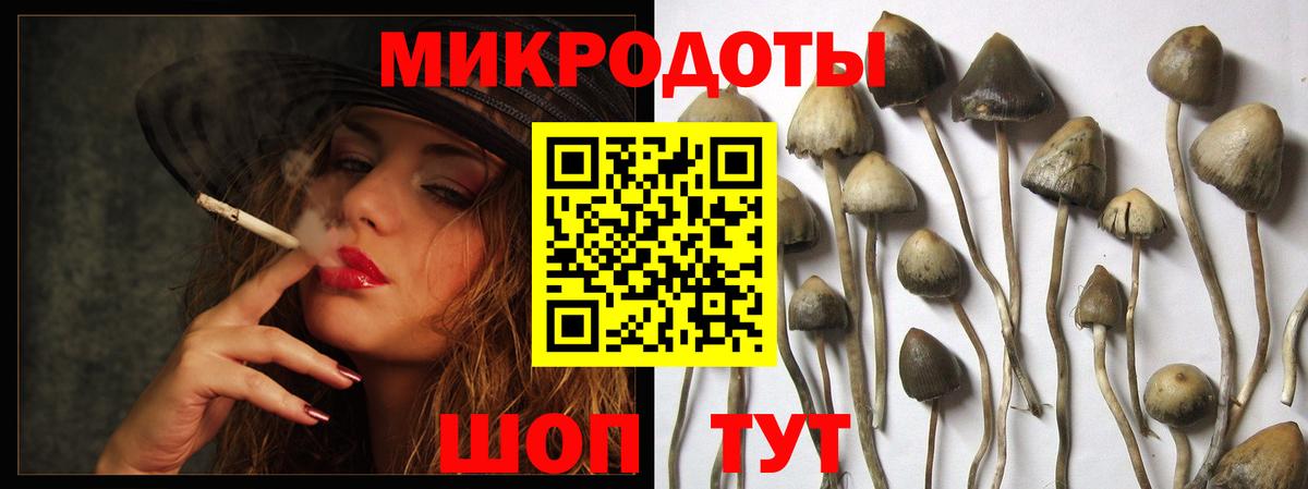 Псилоцибиновые грибы Psilocybine cubensis Химки